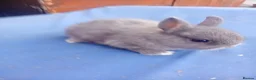 Netherland Dwarf rabbits for sale: Netherland dwarf baby's  - Advert 1