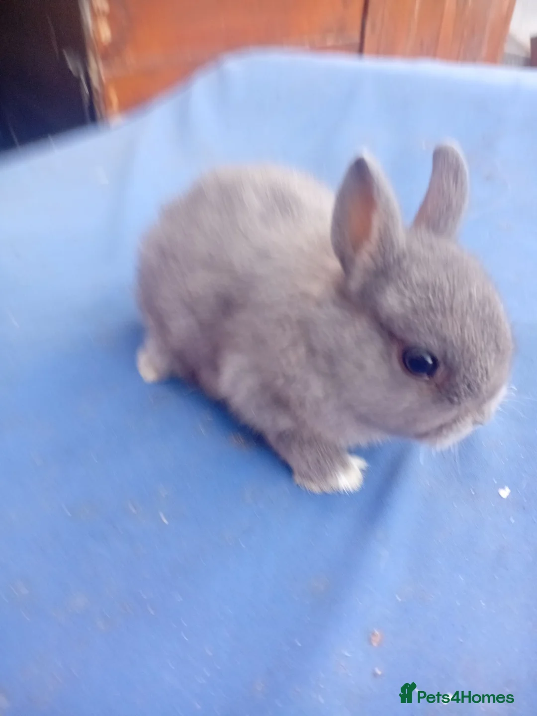 Netherland Dwarf rabbits for sale: Netherland dwarf baby's  - Advert 1