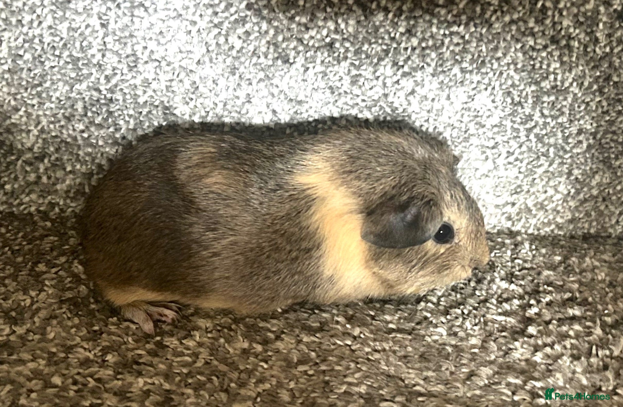 Guinea Pig rodents 1 Female Guinea pig baby left  - Advert 1