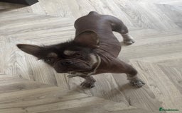 French Bulldog dogs for stud: Hairless french bulldog for STUD!!! - Image 3