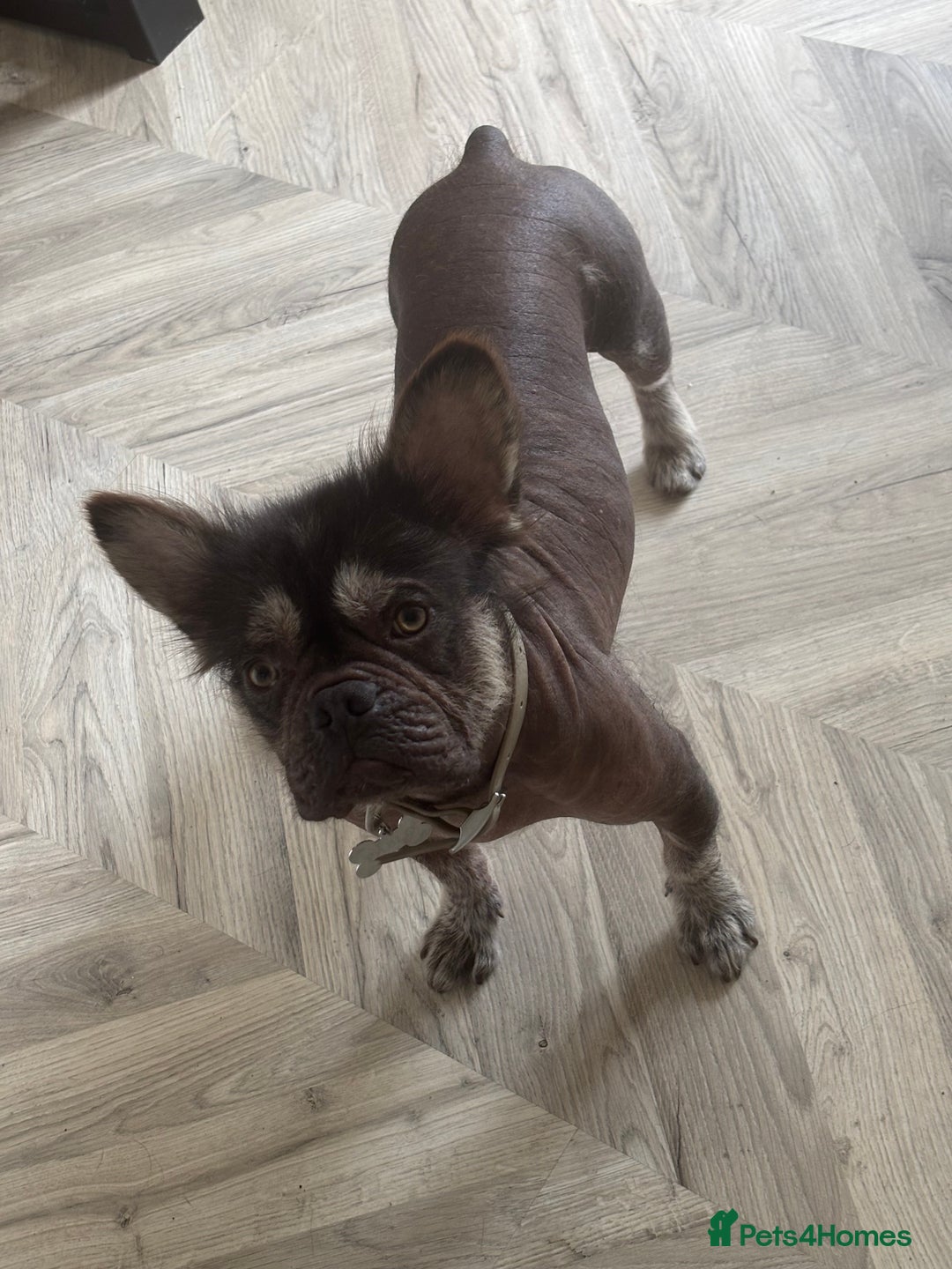 French Bulldog dogs for stud: Hairless french bulldog for STUD!!! - Image 3