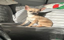 Chihuahua dogs for sale: Rocky - Image 8