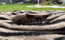 Mixed Breed cats for sale: Three cliffs ready for a new home - Image 7