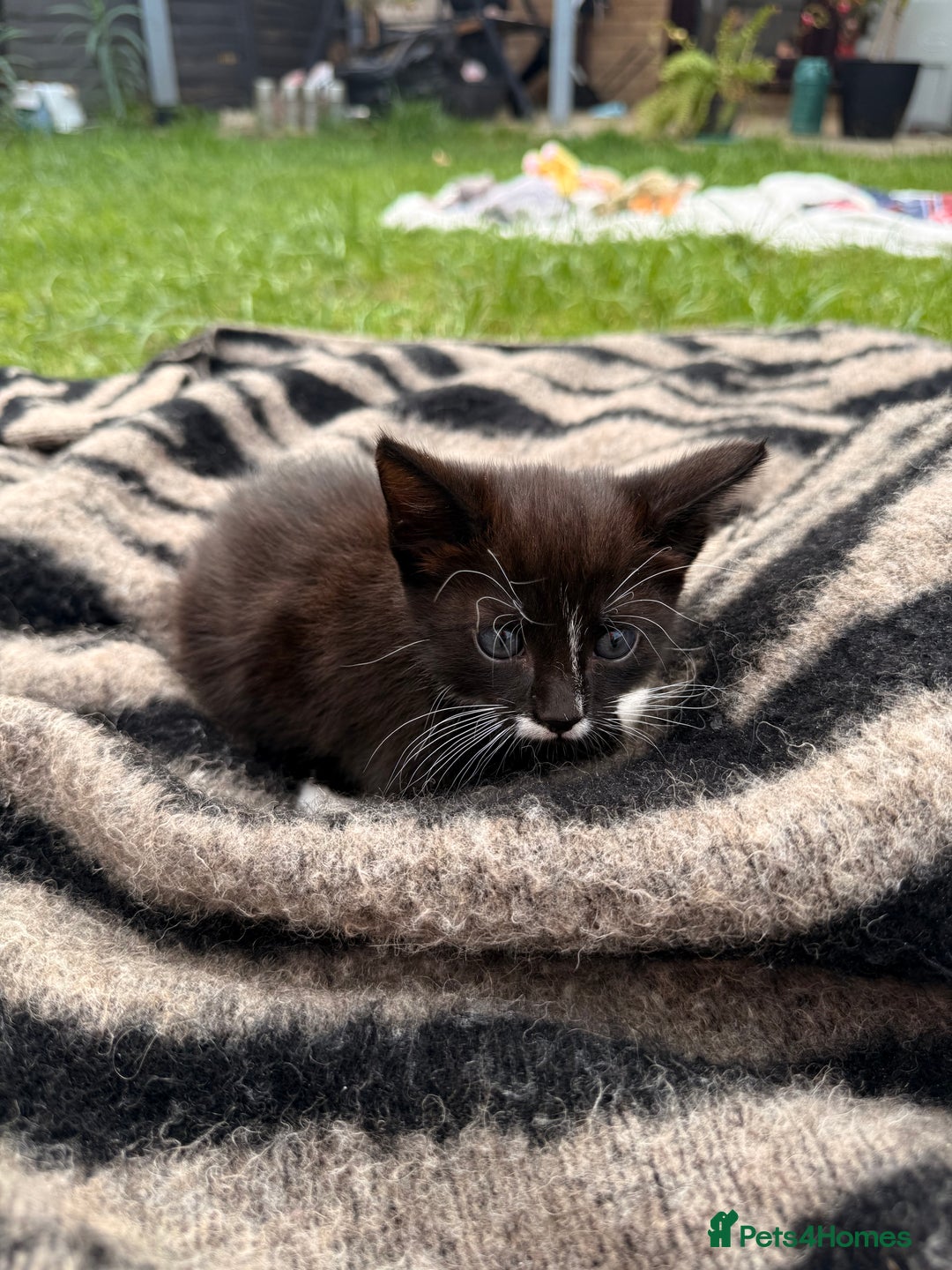 Mixed Breed cats for sale: Three cliffs ready for a new home - Image 7