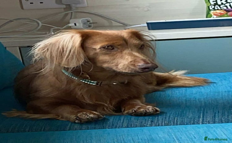 Dachshund dogs - Advert 1