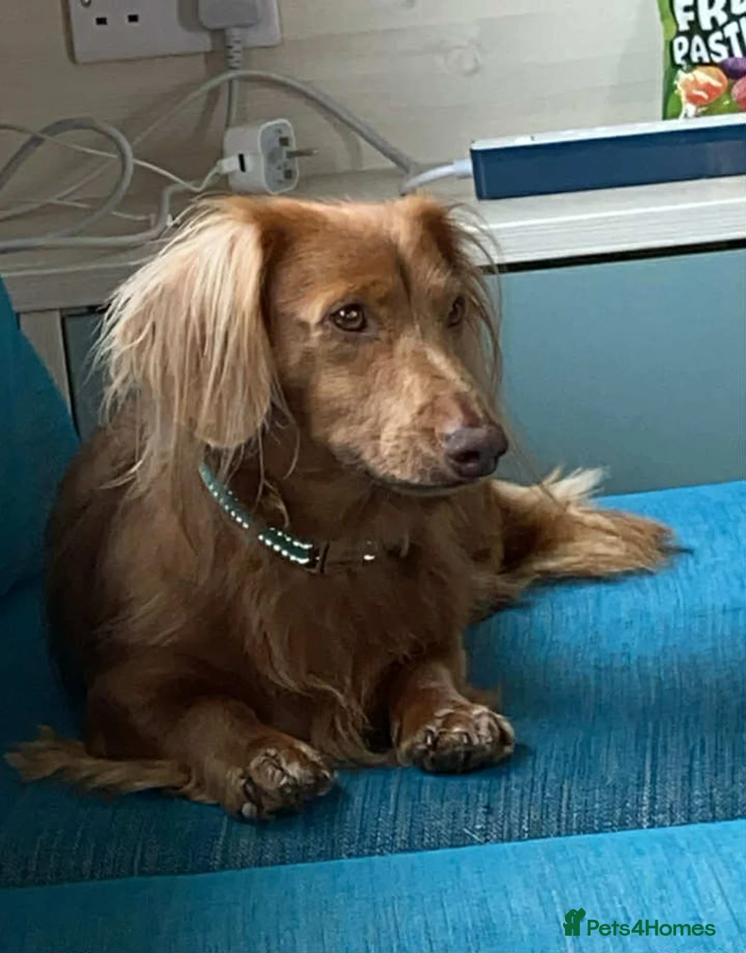 Dachshund dogs for stud: Dachshund miniature long Haired for stud - Advert 2