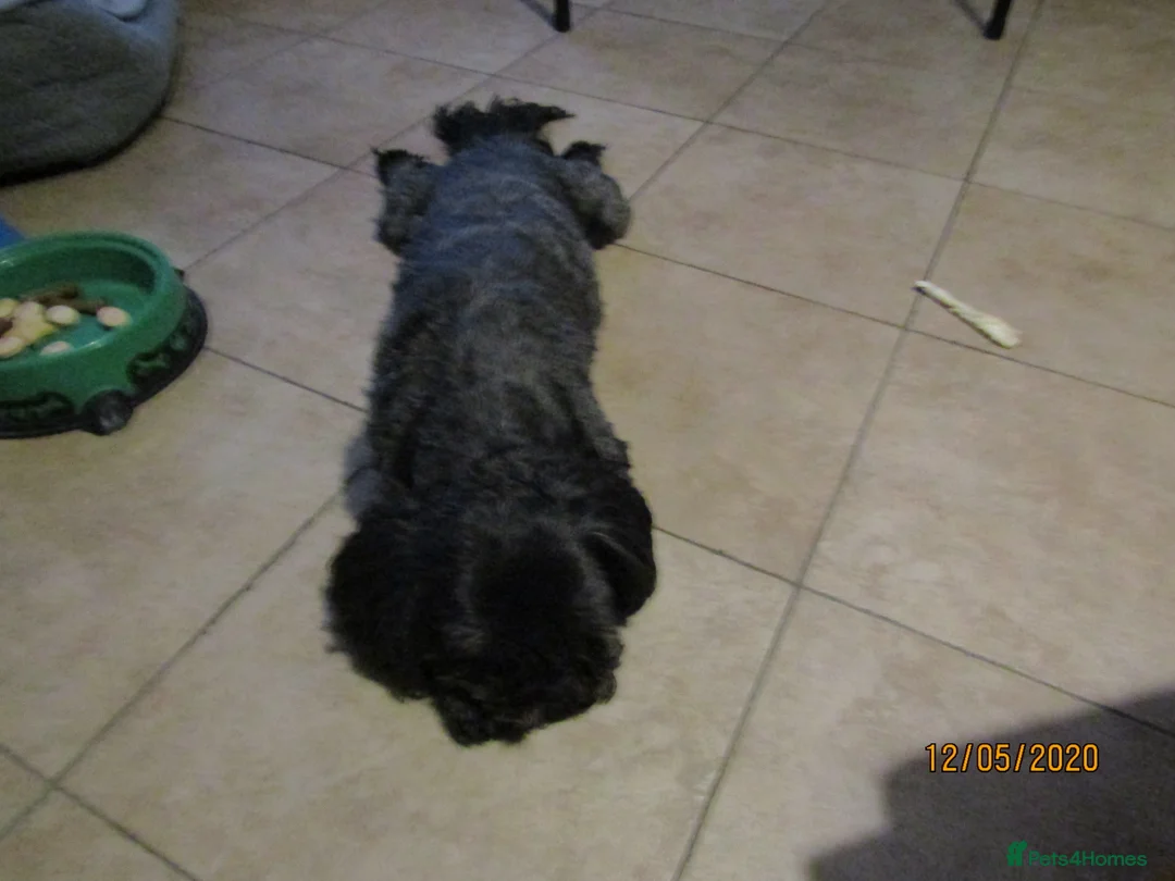 Shih Tzu dogs for stud: Bailey for stud in Spalding - Advert 16