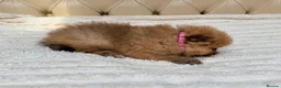 Pomeranian dogs for sale: Fluffy Pomeranian Puppies  - Advert 15