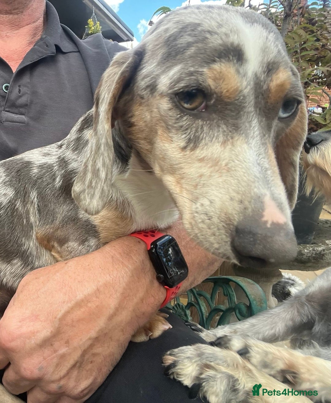 Miniature Dachshund dogs for sale: Miniature dachshund - Image 3