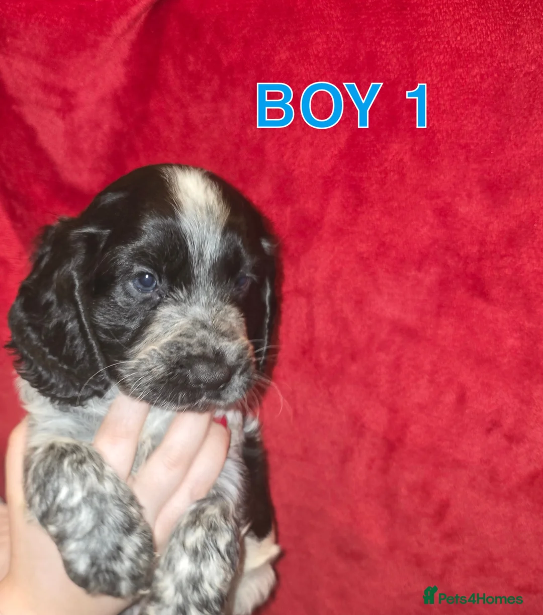 Cocker Spaniel dogs for sale: Cocker spaniel pups - Advert 5