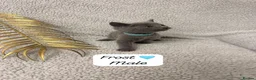 Russian Blue cats for sale: 😻GCCF RUSSIAN BLUES😻 - Advert 5