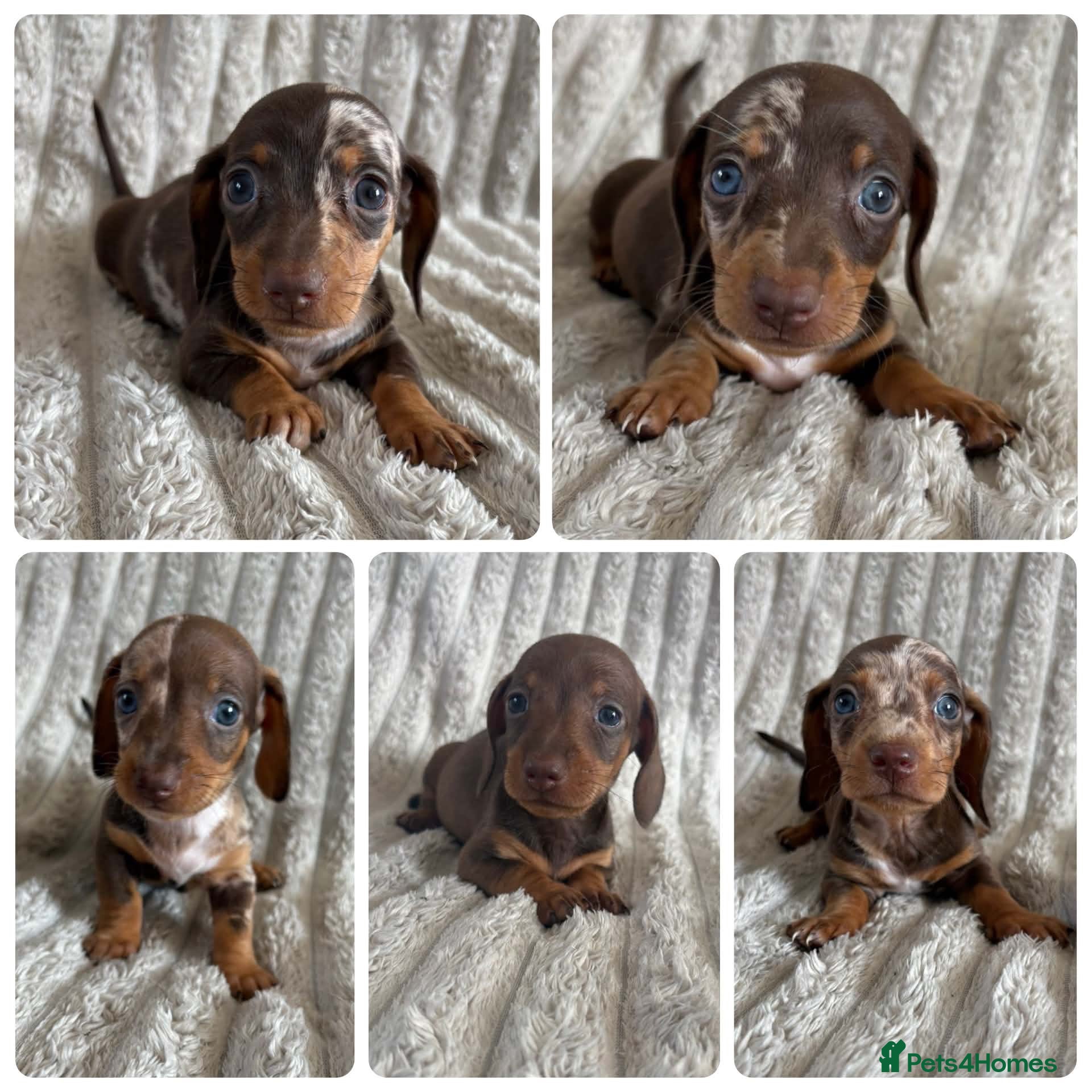 Miniature Dachshund dogs KC MINIATURE DACHSHUND PUPPIES  - Advert 1