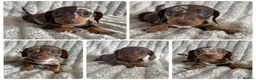 Miniature Dachshund dogs for sale: KC MINIATURE DACHSHUND PUPPIES  - Advert 2