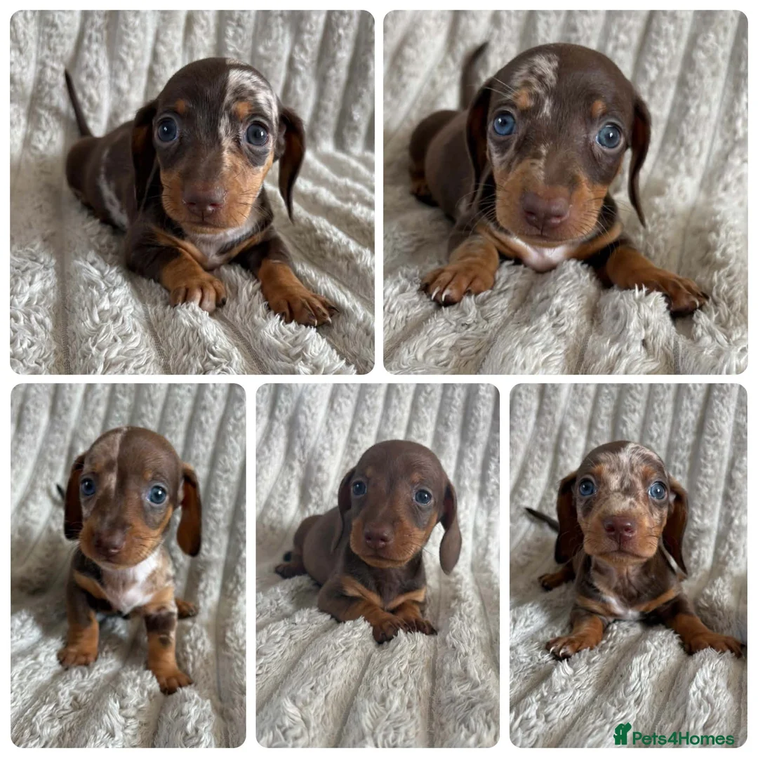 Miniature Dachshund dogs for sale: KC MINIATURE DACHSHUND PUPPIES  - Advert 2