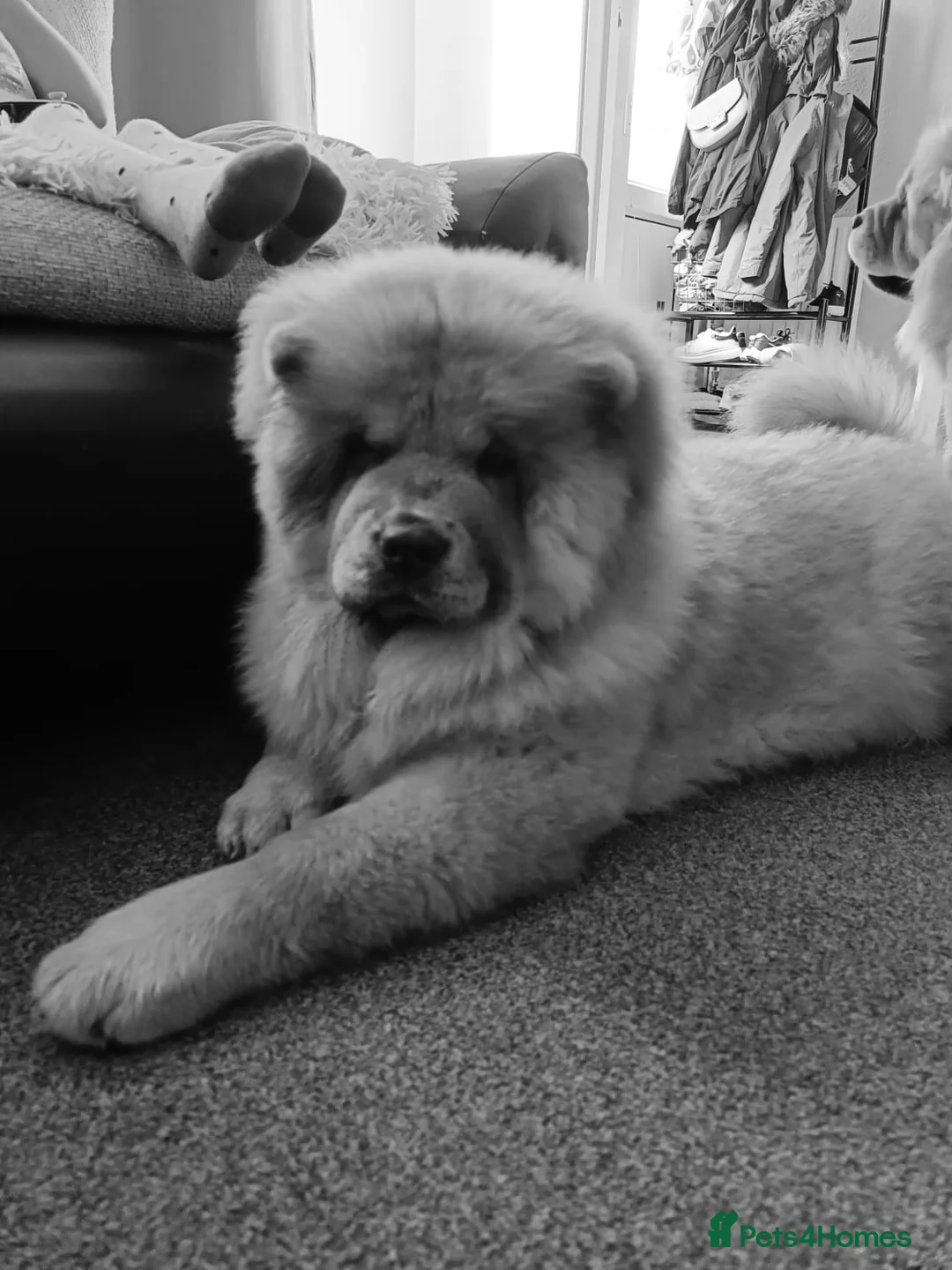 Chow Chow dogs for sale: KC REGISTERED POPPY  - Advert 3