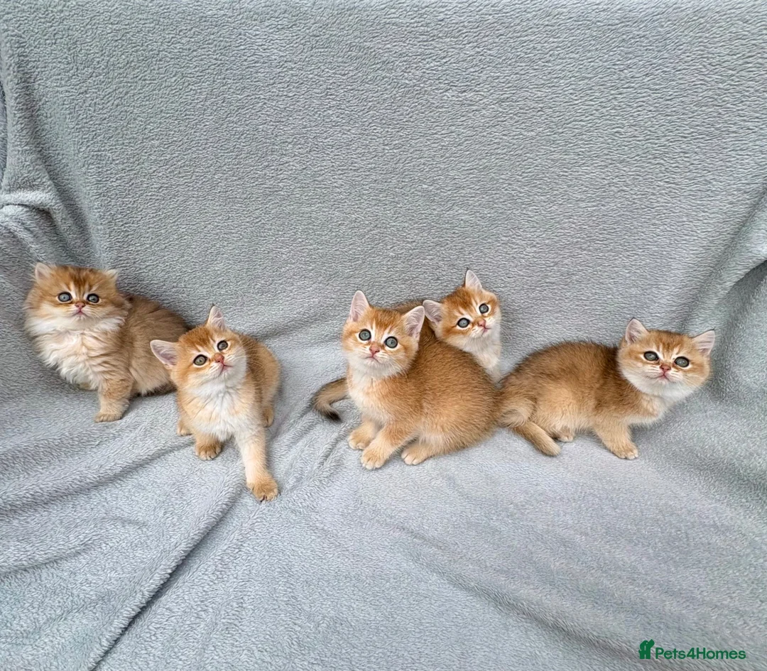 British Shorthair cats for sale: Pedigree chinchilla golden kittens ✨ NY12 - Advert 2