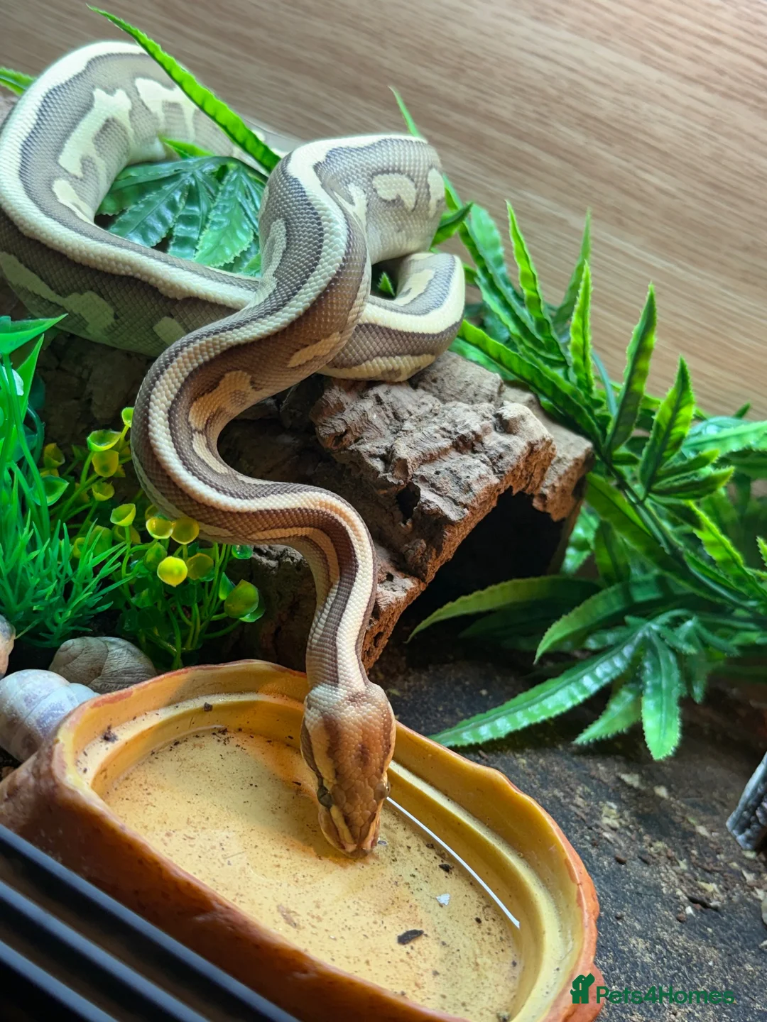 Python Snake reptiles for sale: Ball python in ELY - Advert 3
