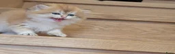 British Shorthair cats for sale: Fantastic boy and very nice girl  - Advert 17