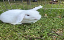 Mini Lop rabbits for sale: Mini lops for sale  - Image 2