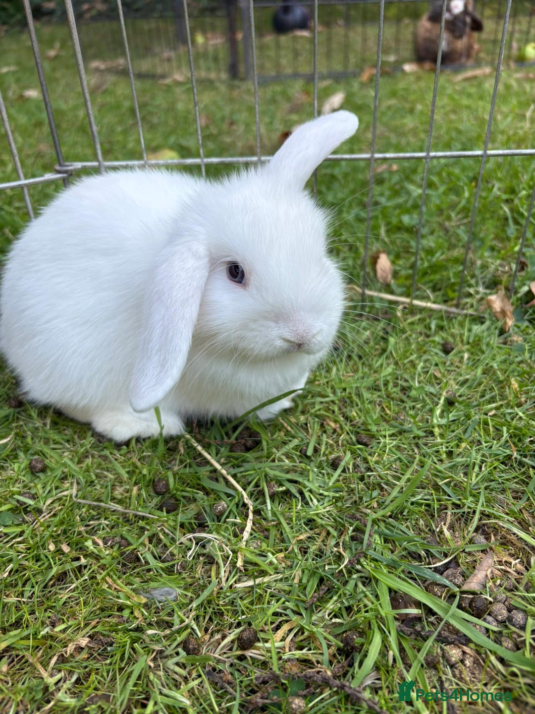 Mini Lop rabbits for sale: Mini lops for sale  - Image 2