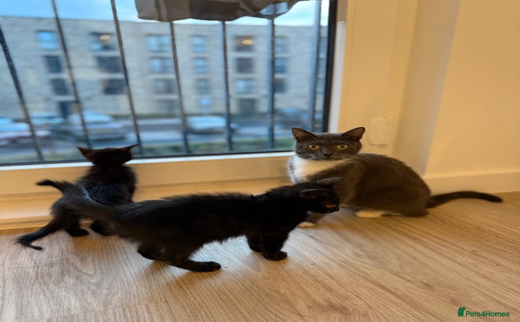 Russian Blue cats - Advert 1