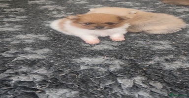 Pomeranian dogs - Advert 4