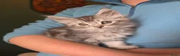 Maine Coon cats for sale: Maine Coon Kittens for Sale - Advert 18