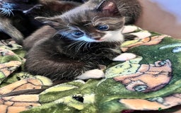 Mixed Breed cats for sale: Kittens for sale - Image 1