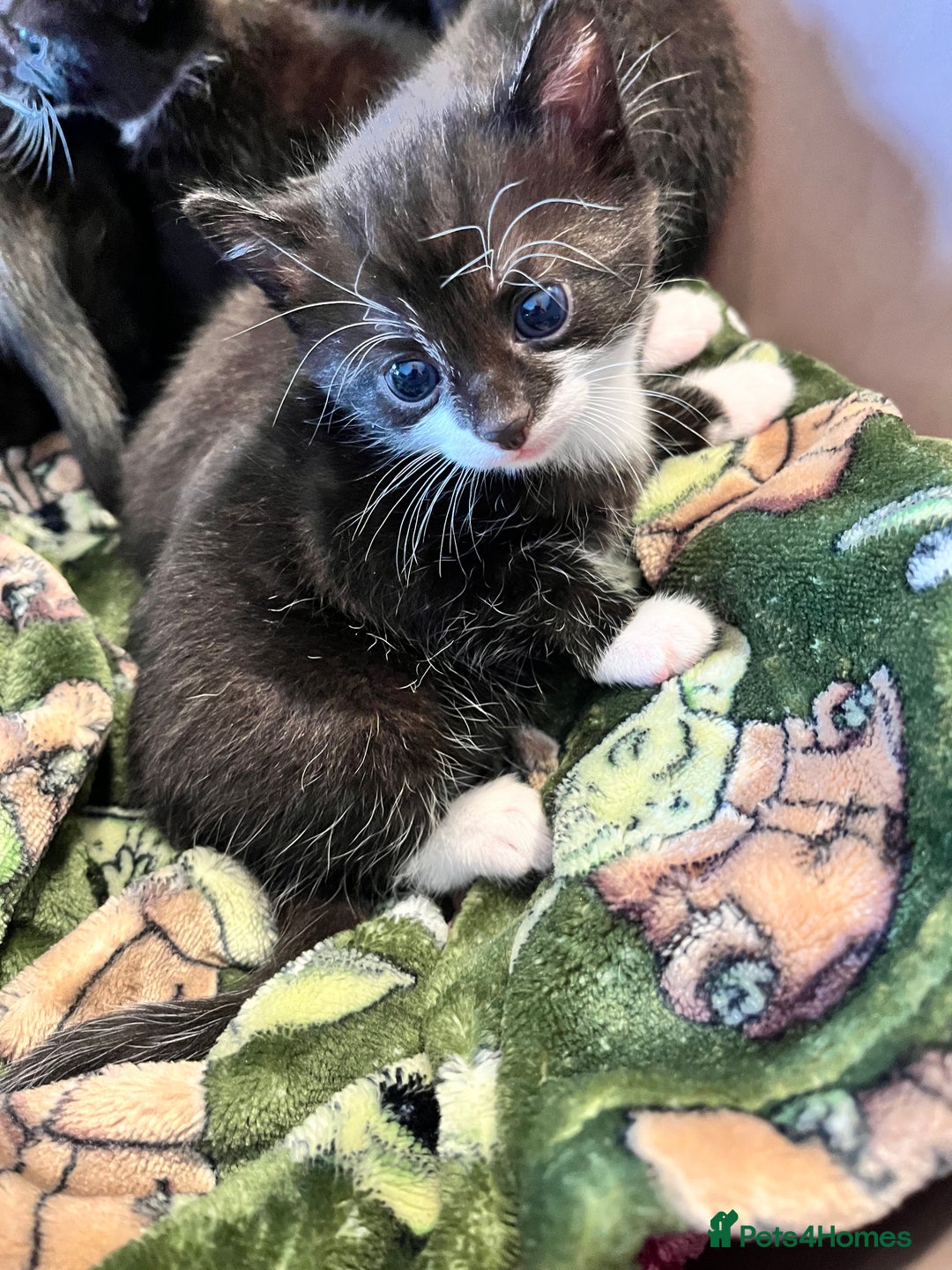 Mixed Breed cats for sale: Kittens for sale - Image 1