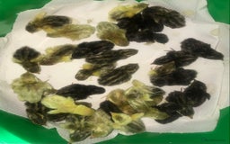 Quail poultry for sale: QUAILS CHINESE PAINTED BUTTONS ! - Advert 7