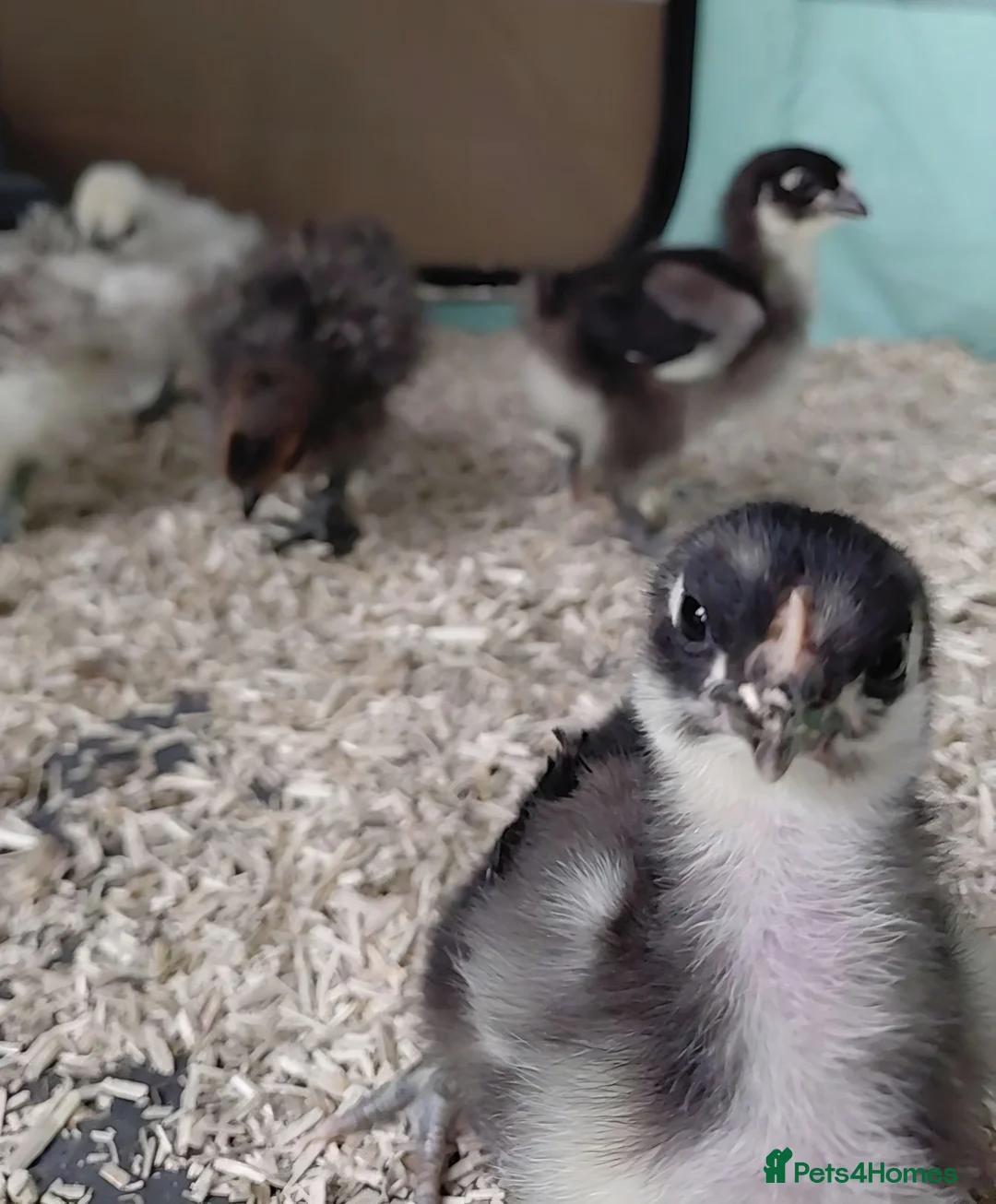 Chickens poultry for sale: Bantam Orpington Chicks - Advert 6