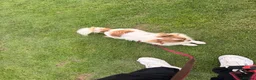 Chihuahua dogs for sale: KC champagne dilute boy - Advert 6