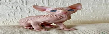 Sphynx Kitten 3