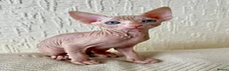 Sphynx cats for sale: Canadian Sphynx Kittens 4 Boys & 1 Girl  in Romford - Advert 20