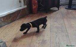 Patterdale Terrier dogs for sale:  READY NOW Patterdale pup for sale - Image 7