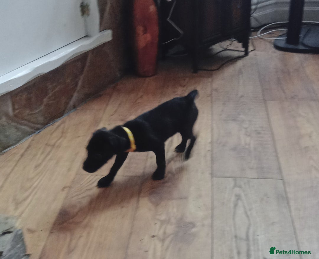 Patterdale Terrier dogs for sale:  READY NOW Patterdale pup for sale - Image 7