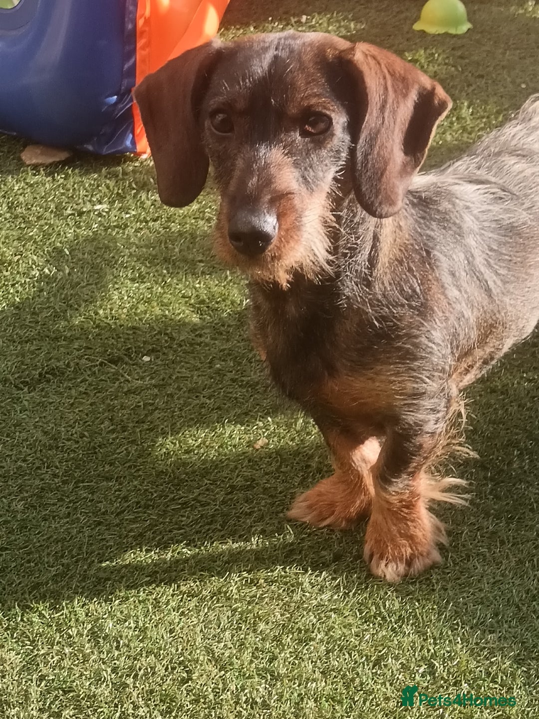 Dachshund dogs for sale: 1 year old dachshund - Advert 4