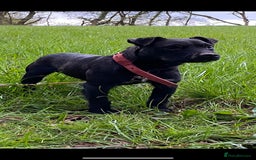 Patterdale Terrier dogs for sale: Patterdale terrier puppies  - Image 9