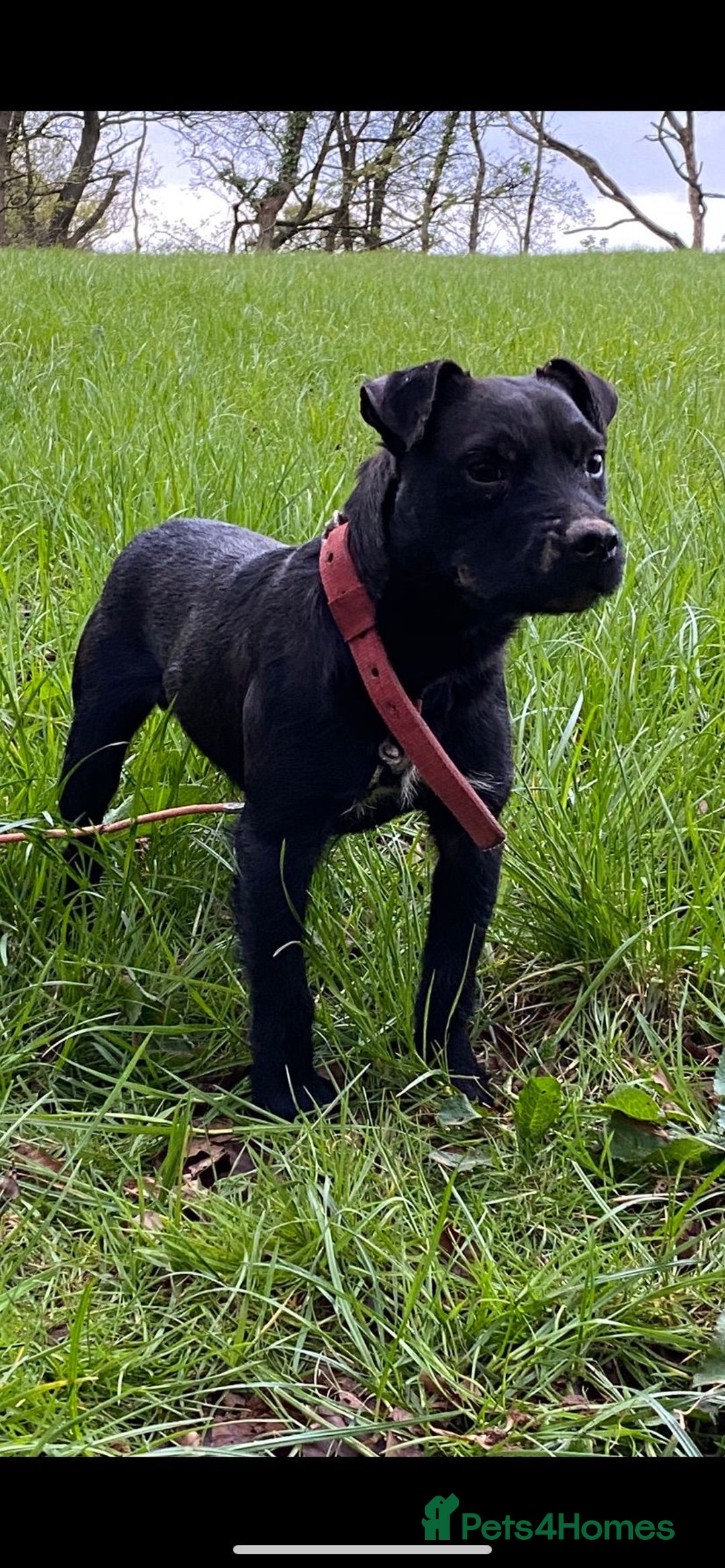 Patterdale Terrier dogs for sale: Patterdale terrier puppies  - Image 9