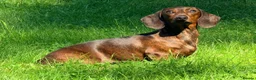 Miniature Dachshund dogs for sale: KC PRA Clear Champion lines Miniature Dachshunds - Advert 5