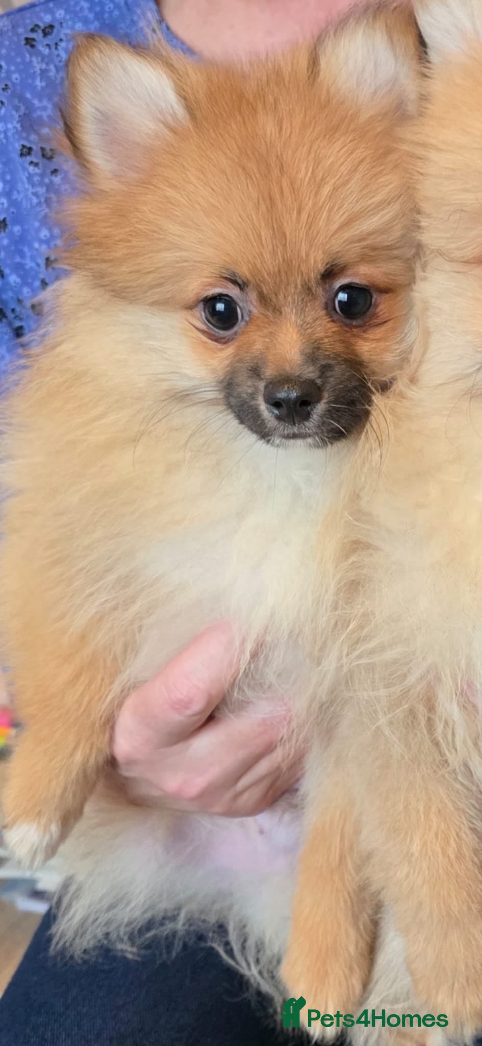 Pomeranian dogs Pomeranian puppy for sale - Advert 22