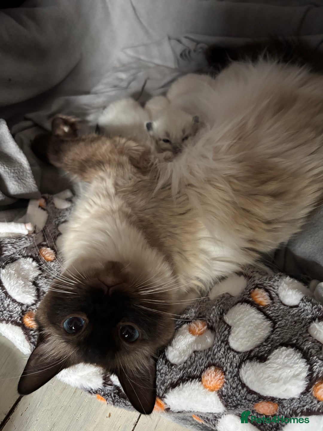 Ragdoll cats for sale: Beautiful ragdoll kittens for sale  - Advert 12