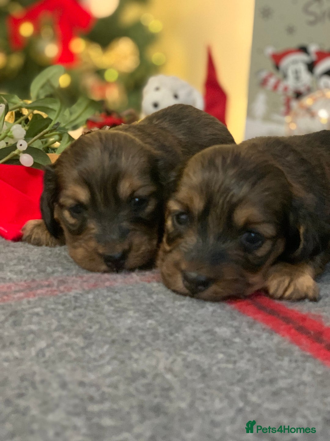 Miniature Dachshund dogs for sale: KC Registered true to type Longhaired mini’s - Advert 14