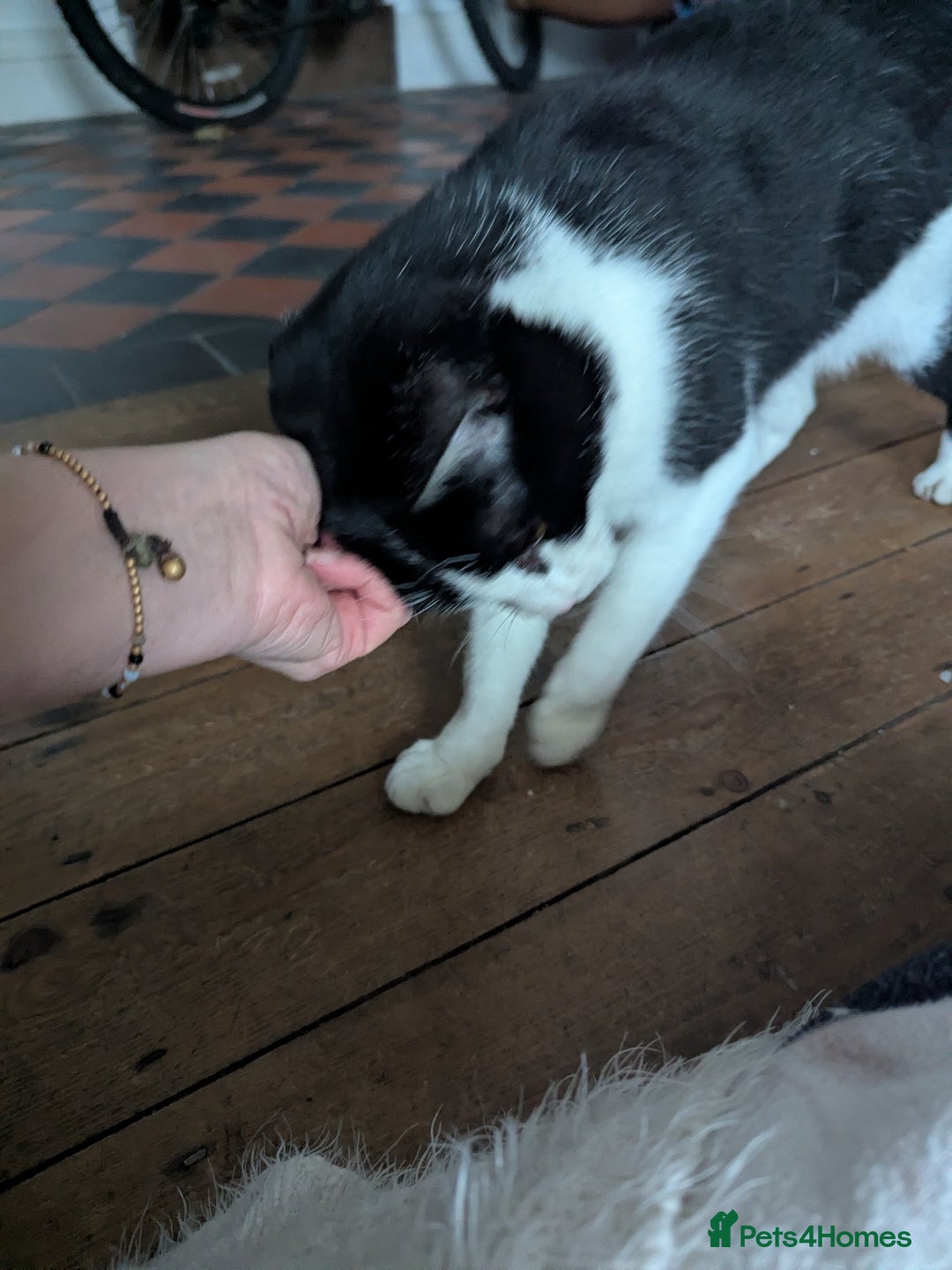 Mixed Breed cats for sale: 18 Month Old Neutered Black & White Boy - Advert 7