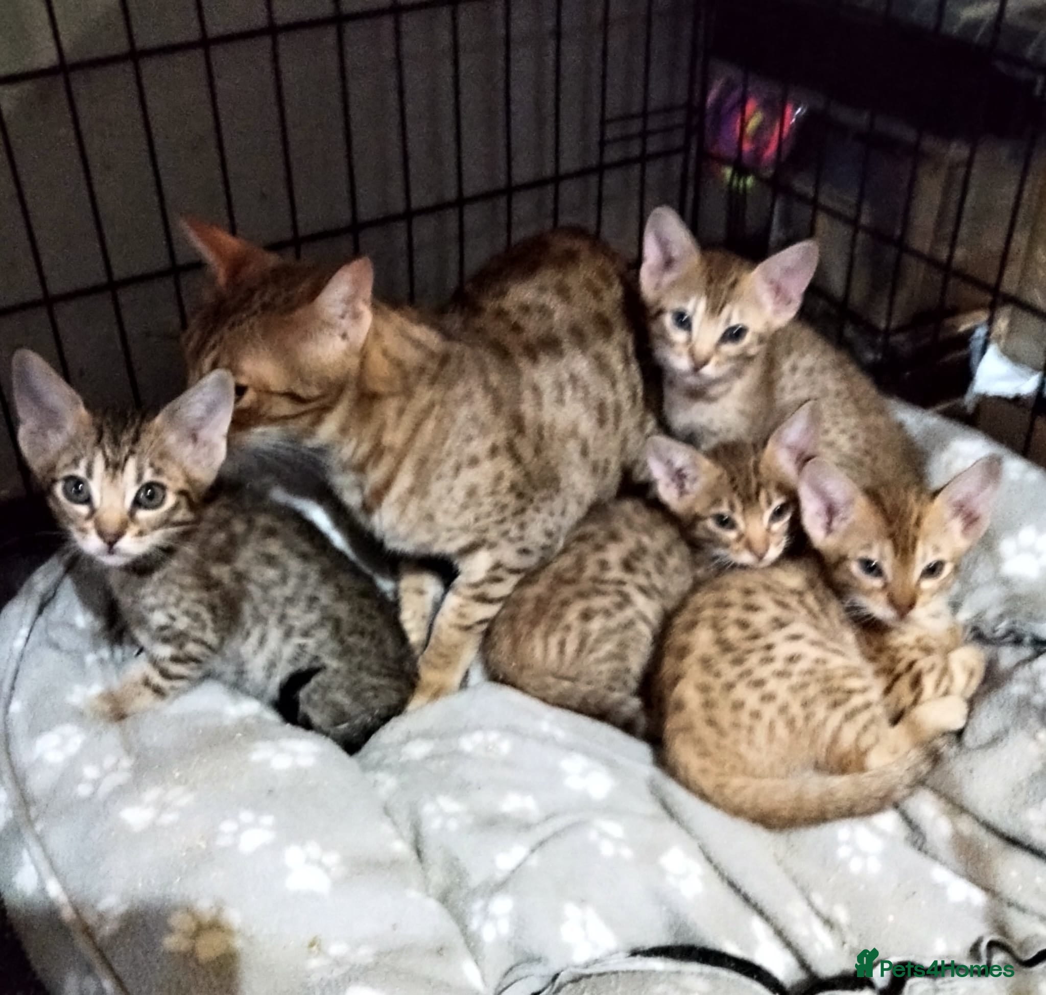 Ocicat cats Three Beautiful Active Pedigree Ocicats - Advert 1