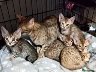 Ocicat cats Three Beautiful Active Pedigree Ocicats - Advert 1