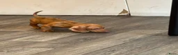 Dachshund dogs for sale: Dachshund puppies - Advert 4