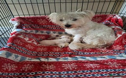 West Highland Terrier dogs for sale: Beautiful Westie Puppies - Advert 1