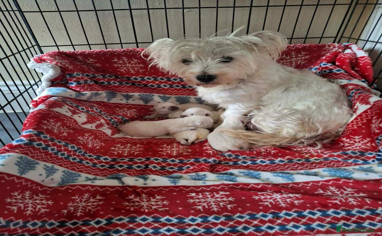 West Highland Terrier dogs Beautiful Westie Puppies - Advert 4