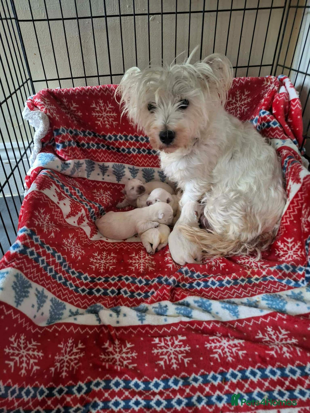 West Highland Terrier dogs for sale: Beautiful Westie Puppies - Advert 1